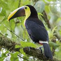 Toucan tocard