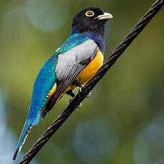 Trogon à lunettes jaunes