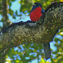 Trogon à queue barrée