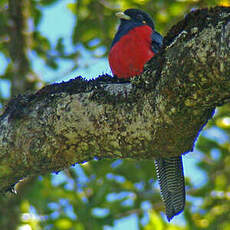 Trogon à queue barrée