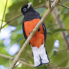 Trogon de Baird