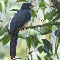 Trogon échelette