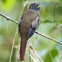 Trogon rosalba