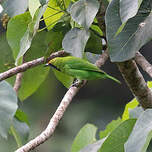 Verdin à front d'or