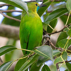 Verdin de Jerdon