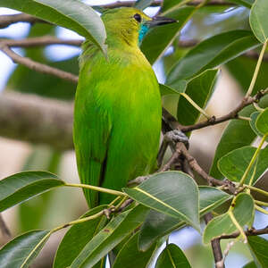 Verdin de Jerdon