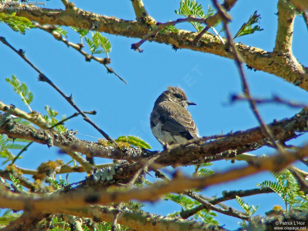 Brown-backed Honeybird