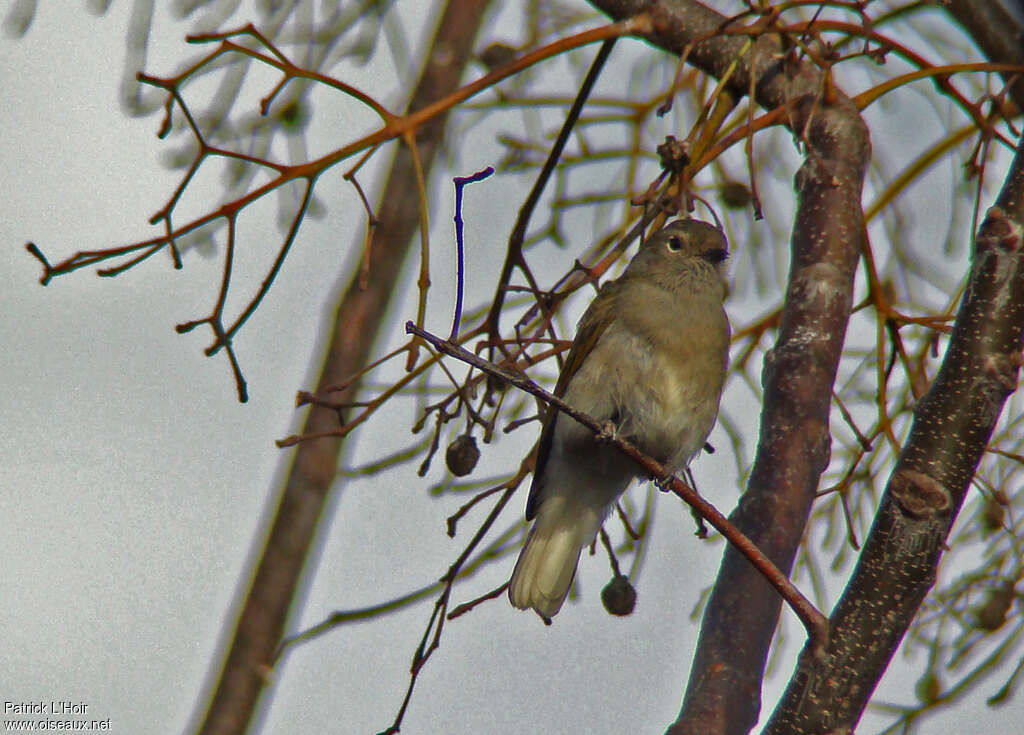 Green-backed Honeybird