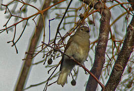 Green-backed Honeybird