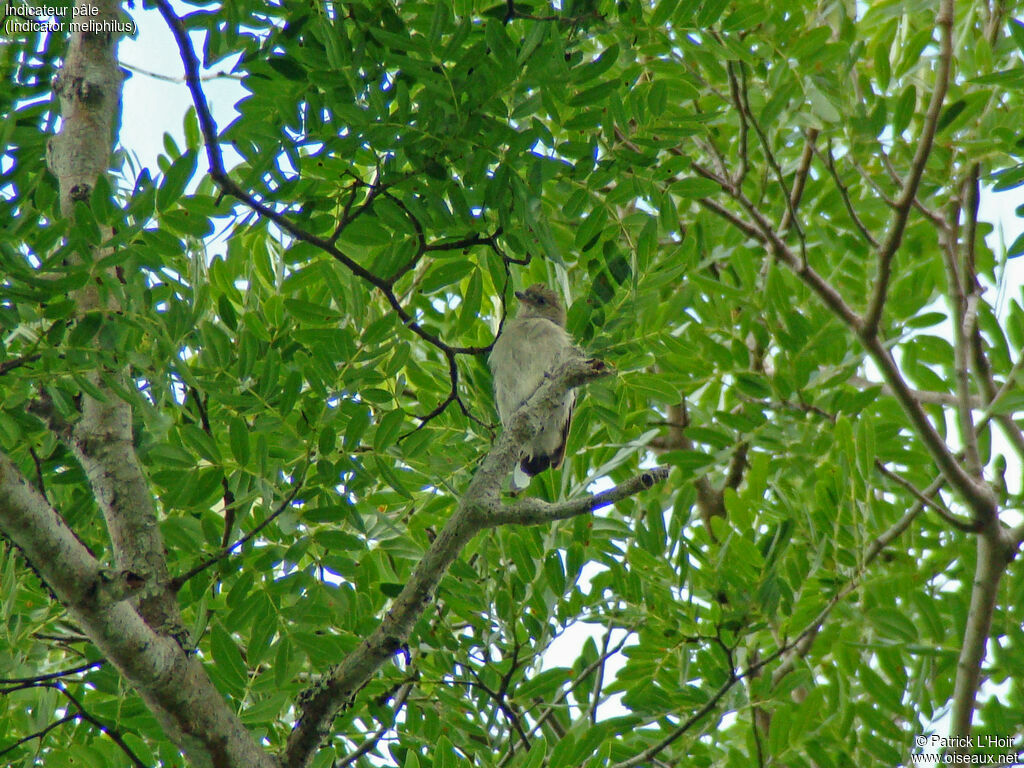 Pallid Honeyguide