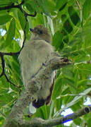 Pallid Honeyguide