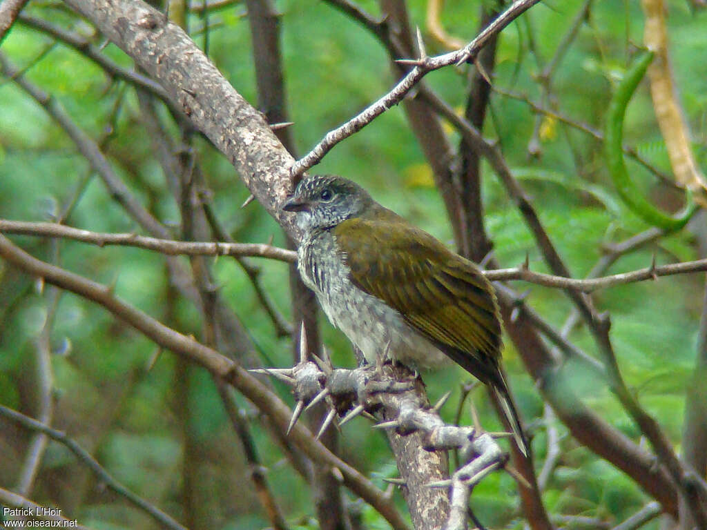 Indicateur variéadulte, identification