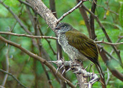 Scaly-throated Honeyguide