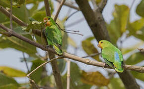 Red-headed Lovebird