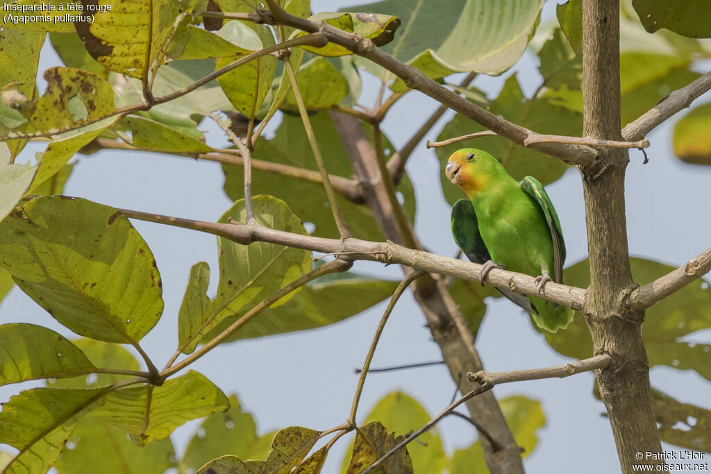 Red-headed Lovebirdjuvenile