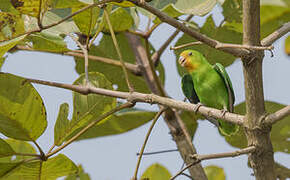 Red-headed Lovebird