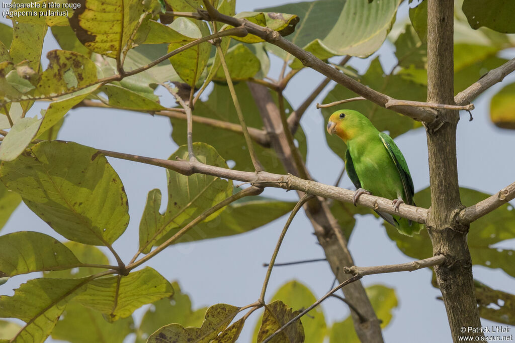 Red-headed Lovebirdjuvenile