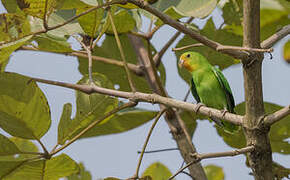 Red-headed Lovebird