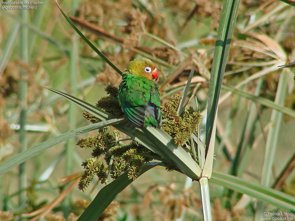 Fischer's Lovebird