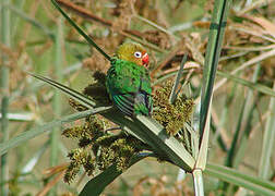 Fischer's Lovebird