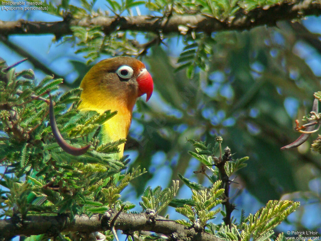 Yellow-collared Lovebird