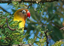 Yellow-collared Lovebird