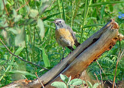 White-throated Robin