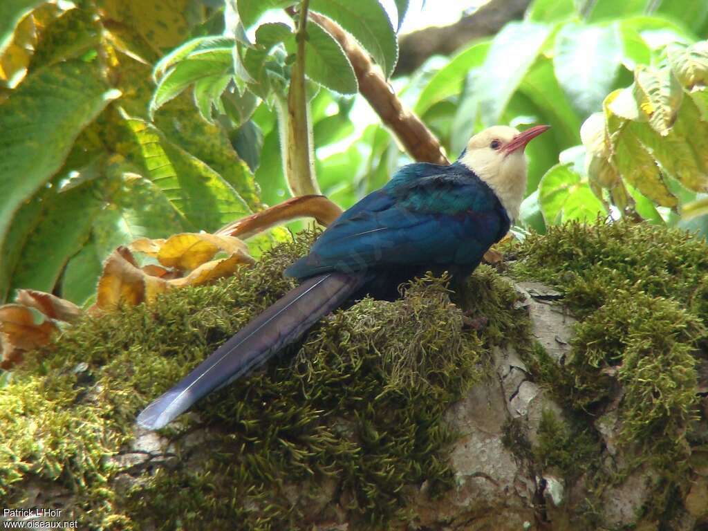 White-headed Wood Hoopoeadult, identification