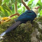 White-headed Wood Hoopoe