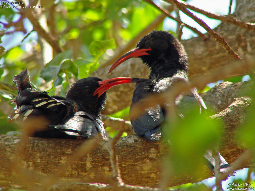 Violet Wood Hoopoe