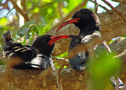 Violet Wood Hoopoe