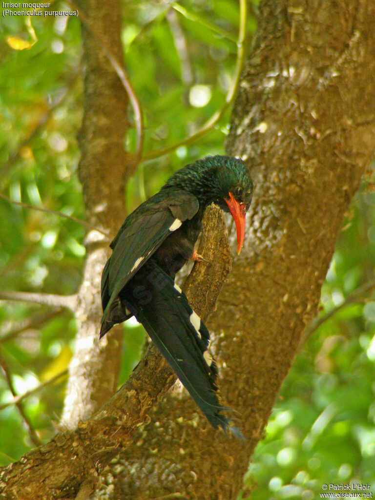 Green Wood Hoopoe