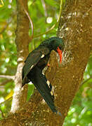 Green Wood Hoopoe