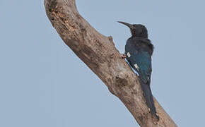 Green Wood Hoopoe