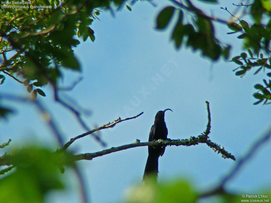 Common Scimitarbill