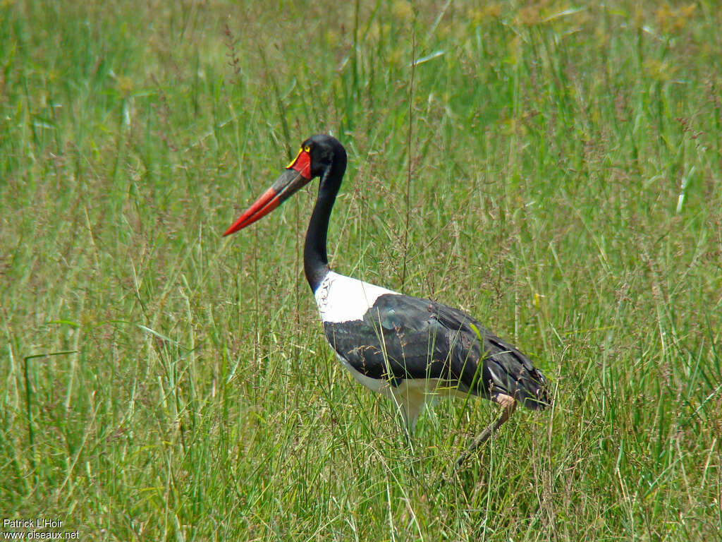 Jabiru d'Afrique femelle adulte, identification