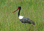 Jabiru d'Afrique