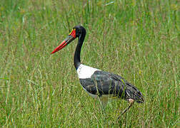 Saddle-billed Stork