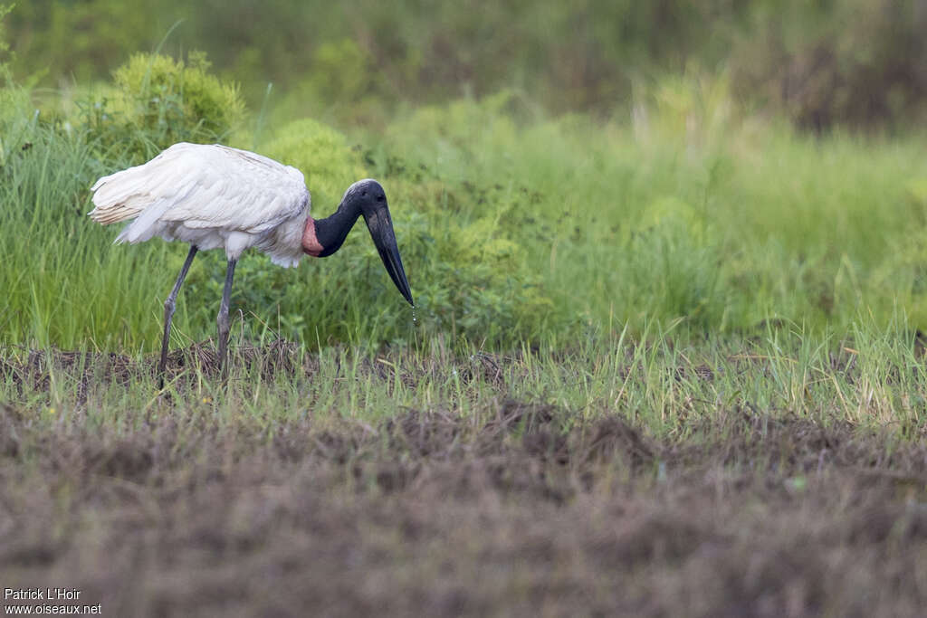 Jabiru d'Amériqueadulte, habitat, pigmentation, pêche/chasse