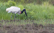 Jabiru d'Amérique