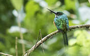 Jacamar à queue rousse