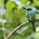 Jacamar à queue rousse