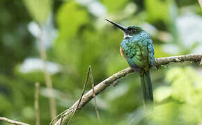 Rufous-tailed Jacamar