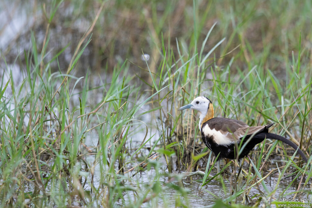 Jacana à longue queueadulte