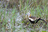 Jacana à longue queue