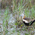 Jacana à longue queue