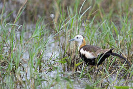 Pheasant-tailed Jacana