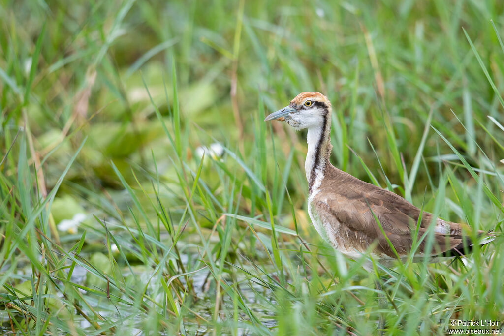 Pheasant-tailed Jacanajuvenile