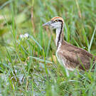 Jacana à longue queue