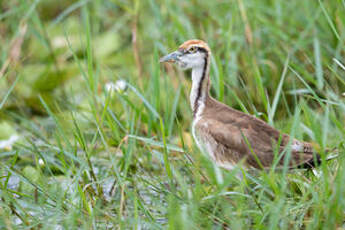 Jacana à longue queue